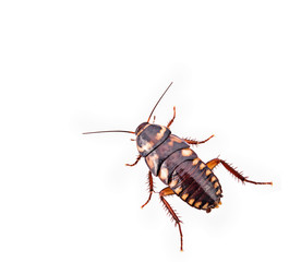 young cockroach insect isolated on white background