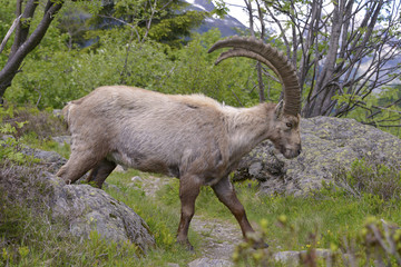 Profile male Alpine ibex (Capra ibex) walking in the mountains of the Alps from around chamonix-Mont-blanc in France