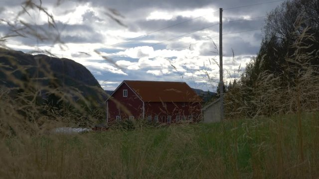 looking true grass, barn in the background