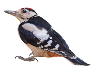 Young Great Spotted Woodpecker (Dendrocopos major), isolated on White  background