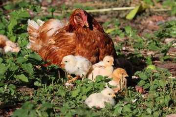 Glückliche freilaufende Hühnermutter