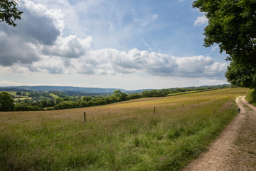 Obraz premium Cute dog walking along a rural path winding past a field on a bright day in England