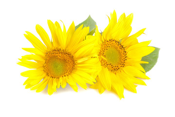Big beautiful yellow sunflower with a leaf on a white isolated background