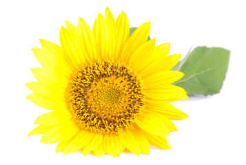 Big beautiful yellow sunflower with a leaf on a white isolated background