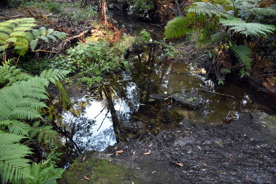 Swamp scenery in a forest. Reflection of  tree trunks in water in the forest.