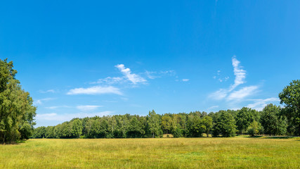 Landschaft mit Wiese und Waldrand im Sommer