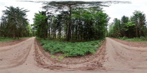 Summer forest with pines, ferns and road. 3D spherical panorama with 360 degree viewing angle. Ready for virtual reality in vr. Full equirectangular projection. Beautiful background.