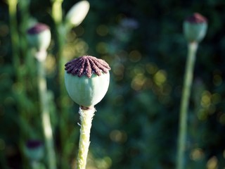 green poppy heads