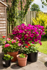 Petunias, pansies and geraniums in a series of pots on a patio in front of a garden shed and grass lawn