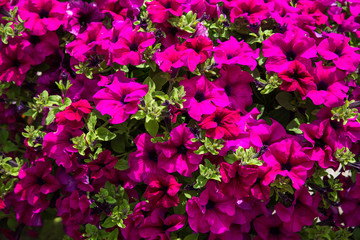 Close up view of a bowl of pink Petunias (Solanaceae)