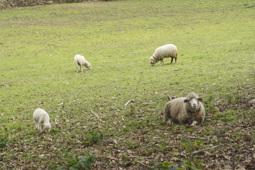 Sheep family