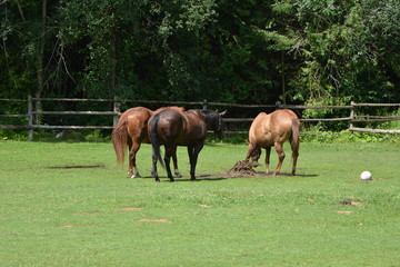 horses playing in a puddle