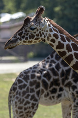 protected animals kept in a safari park