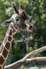 protected animals kept in a safari park