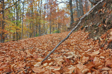 Beautiful typical autumn landscape