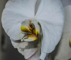 orchid blossoming