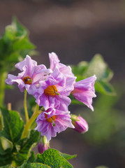 purple flower in the garden