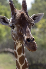 protected animals kept in a safari park