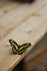 Butterfly on a table 