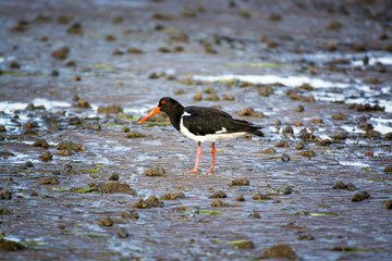 Pied Oystercatcher