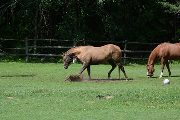 Naklejka premium horses playing in a puddle