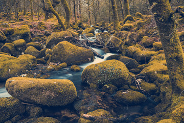 woodland with old trees and stones, toned and filtered effect