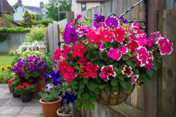 Hanging basket filled with petunia flowers in a garden in south Wales, UK