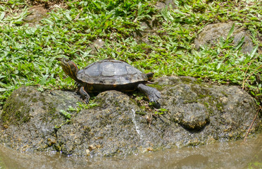 Tartaruga na beira do lago
