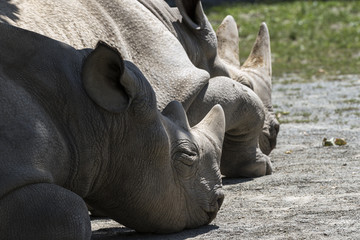 Naklejka premium beautiful wild animals in safari