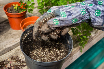 Gloved hand dropping seeds and soil into a garden pot