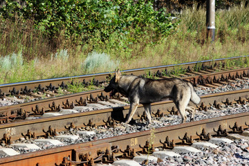 outbred dog runs across the rails of a railway in an unequipped place.
