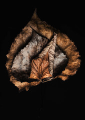 The Beauty of Fallen Leaves