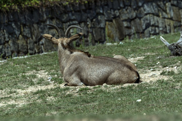 beautiful wild animals in safari