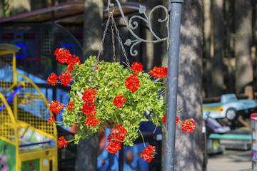 Hanging Flower Basket on a Lamppost