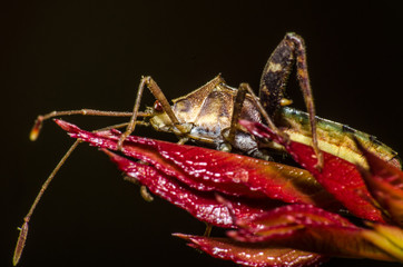 The beautiful shapes and colors of the macro world