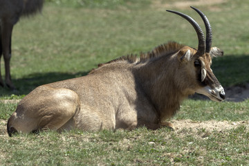 beautiful wild animals in safari