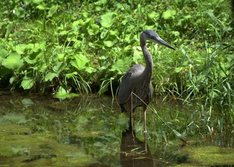 Great Blue Heron