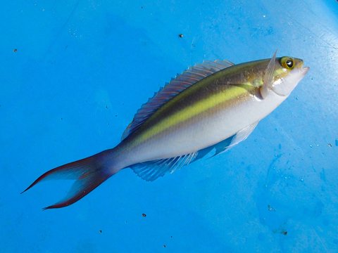 西表島のキツネウオ