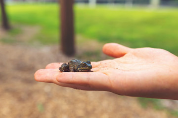 Small frog being held on a persons hand