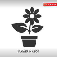 flower in a pot vector icon