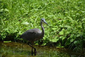 Great Blue Heron