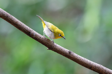 Oriental white-eye bird is a small bird with olive and yellow color on its head, back, wing and tail. Only its chest and belly are white.