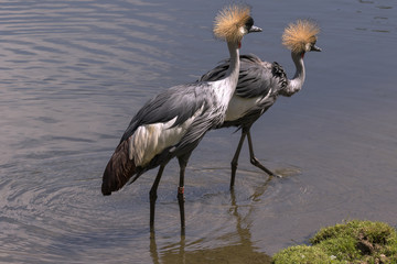 beautiful wild animals in safari