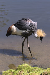 beautiful wild animals in safari