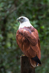 The red-backed sea eagle or brahminy kite is a medium sized bird of prey with red wings and white head and chest