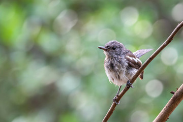 A juvenile oriental magpie robin is a common bird native to Thailand. When grow up, it has striking black and white plumage with glossy black upper parts, head and breast.