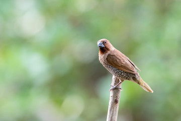 Scaly breasted munia is a small bird native to Thailand. It has contrasted face and upper parts, concolorous rump and bold scaling on breast and flanks.