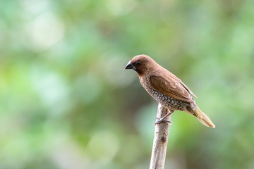 Scaly breasted munia is a small bird native to Thailand. It has contrasted face and upper parts, concolorous rump and bold scaling on breast and flanks.