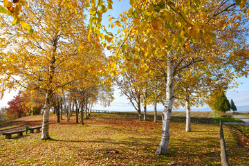 秋の白樺林