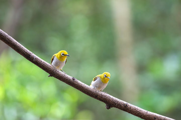 Oriental white-eye bird is a small bird with olive and yellow color on its head, back, wing and tail. Only its chest and belly are white.